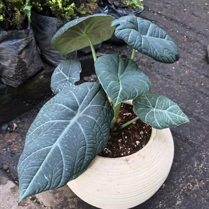 Alocasia Live Plant, Tropical Plant for Gift or Home Office Decor, Air Purifying, Rare Alocasia Plant Indoor from 2 to 4 Inches Tall (Grey Green)