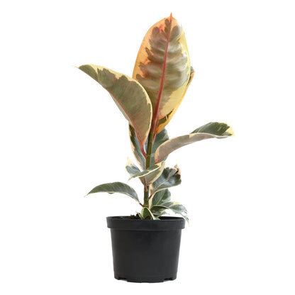 Tineke' Ficus Tree Live Plant (Variegated Rubber Plant), Ficus Elastica Live Plant Delivery, Easy Plant, Indoor Plants Live Houseplants, Real Plants, Live Plants Indoor Plant Decor by Plants for Pets