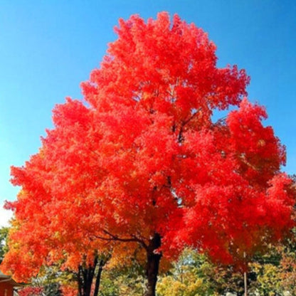 80 Seeds Red Maple Outdoors Maple Tree Seeds Acer rubrum PeavyTailor