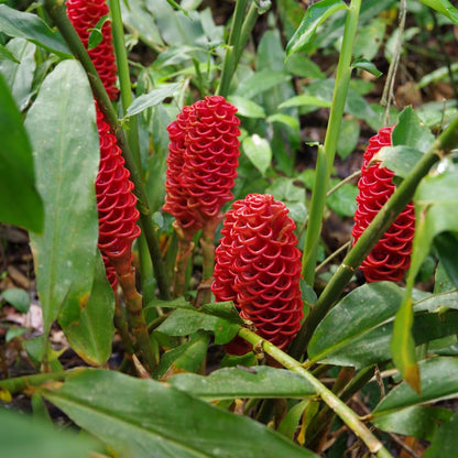 10 Awapuhi Shampoo Ginger Rhizomes, Red Shampoo Ginger 4-6 Inch, Red Ginger Lily, Zingiber Zerumbet, Outdoor Growing, Ready to Grow