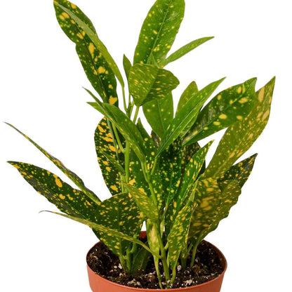 Croton 'Gold Dust' Live Plant for Indoor | Different Houseplants in 4'' & 6'' Pot | Real House Plant for Living Room, Office, Desk & Bathroom | Codiadeum variegatum | Gold Dust