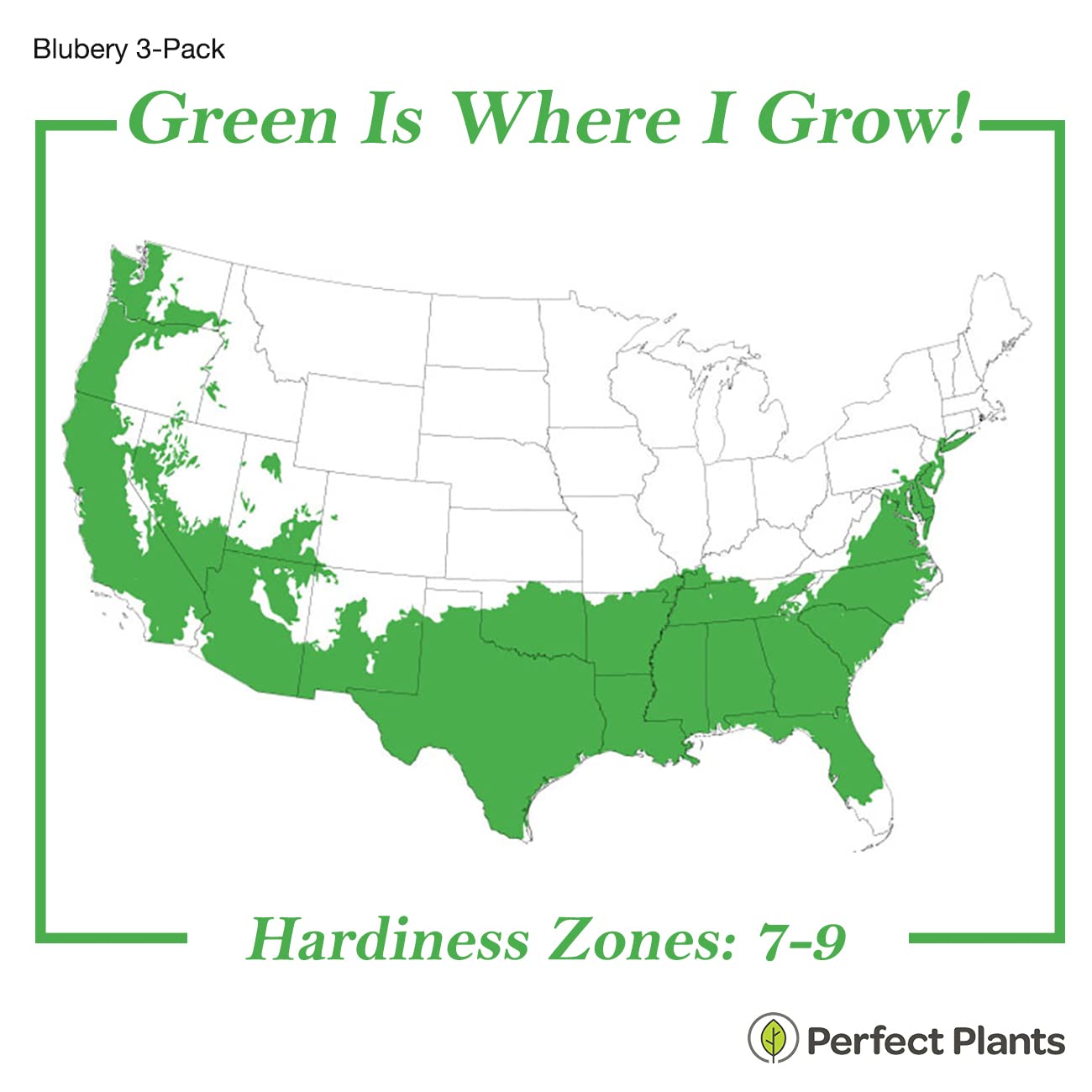 Perfect Plants 3 Pack Rabbiteye Blueberry Bushes 1 Gallon | Live Fruit Bush for Outdoor Planting | Sweet Blueberries for Fresh Eating | Easily Grown in Home Gardens