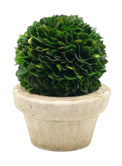 Serene Spaces Living Preserved Boxwood Ball with Small Pot – Boxwood in Planters, Preserved Plant for Boxwood Table Decor, Centerpiece, Measures 5.5" Tall & 4" Diameter, Single