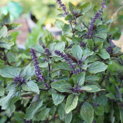 African Blue Basil Plant, 4-6" Tall Basil Plants, Live Herb Plant for Garden