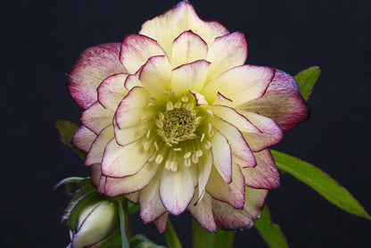Perennial Farm Marketplace Helleborus x Hybridus Winter Jewels® ‘Rose Quartz’ (Lenten Rose) – Live Plant, Size-Quart, Spring Blooming, Shade-Loving, Deer Resistant