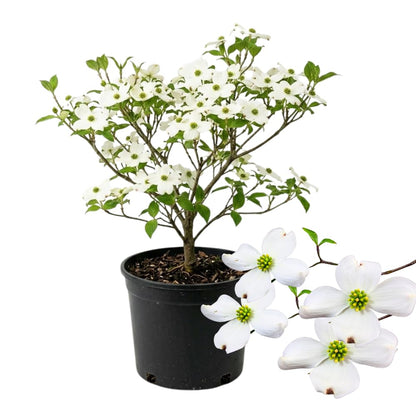 White Dogwood Tree Live Plant in Quart Pot, 8-10 Inches Tall, Dogwood Trees, White Flower for Spring Blooms