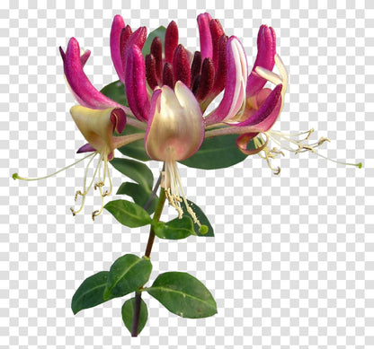 Honeysuckle Live Plant Lonicera Japonica One Starter Plant in 2" Pot | California Grown | Zones: 4–9