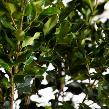 Wavy Leaf Ligustrum Recurvifolia (2.5 Gallon) Evergreen Shrub or Small Tree with Glossy-Green Foliage and Small White Flowers in Spring - Full Sun to Part Shade Live Outdoor Plant