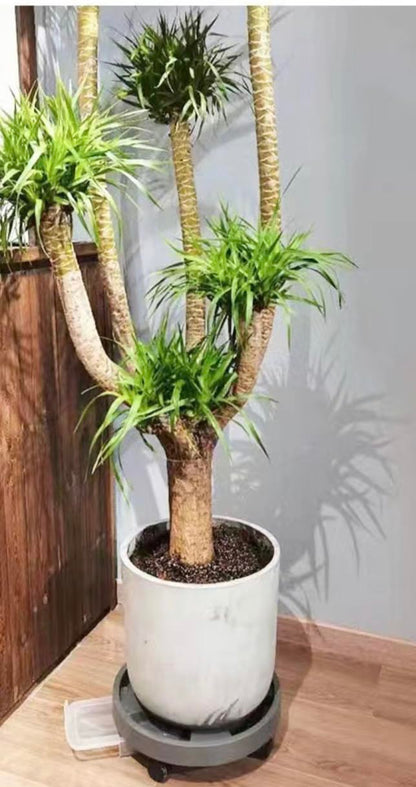 Two Pack 11.2" HuaBoShi Plant Caddy Stand with Wheels Heavy Duty with Built-in Bottom Ventilation and Water Tray Plant Dolly Bear Weight up to 65kg Ash Gray Color Suitable for Indoor and Outdoor