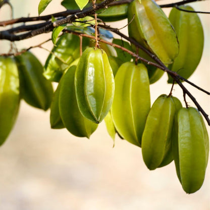 Starfruit Tree Live Plant 3 Gallon 2 to 3 Feet Tall, Live Sweet Tropical Starfruit Fruit Tree for Garden, No Ship to CA