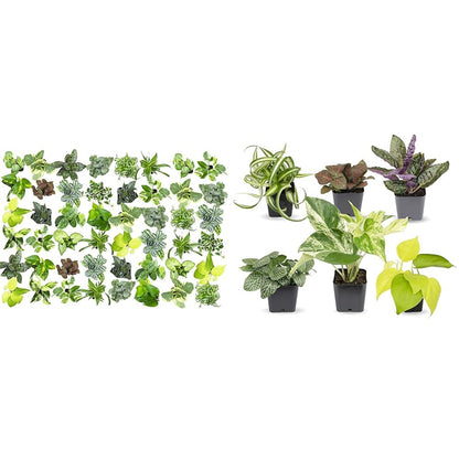 Easy to Grow Houseplants (48 Pack) Live House Plants in Plant Containers, Growers & Easy to Grow Houseplants (Pack of 6), Live House Plants in Containers, Growers Choice Plant Set in Planters