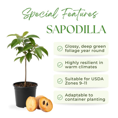 Sapodilla Tree Live Plant, Sapote Seedling in Half Gallon Pot, 6 to 10 Inches Tall, Sapodilla Plant for Outdoor Garden