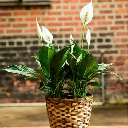 Spathiphyllum 'Peace Lily' Live Plant for Indoor | Different Houseplants in 4'' & 6'' Pot | Real House Plant for Living Room, Office, Desk & Bathroom | Peace Lily | Spathiphyllum