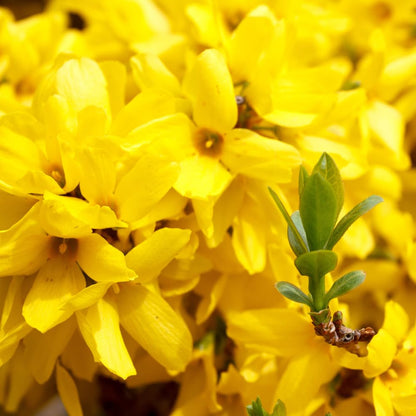 2 Forsythia Plant Live, 4 Inch Pot Lynwood Gold Forsythia Bush, Hardy, Low Maintenance, Bell Yellow Flowering Shrub, Ideal for Garden Décor & Outdoor Spaces