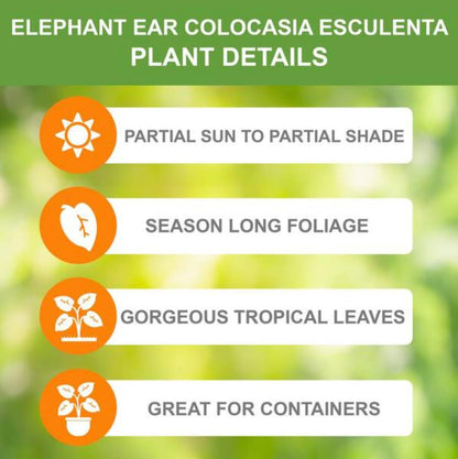 20 Green Elephant Ear Taro Bulbs - cocoyam, dasheen, eddo, Egyptian Ginger, IMO, kalo, colocasia antiquorum, IMO, Dalo, Taro