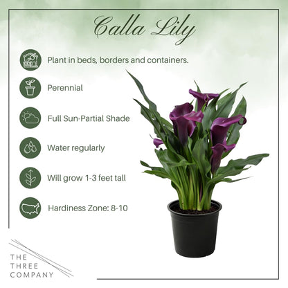 Live Flowering Calla Lily (2 Plants Per Pack) - Purple, 3+ Blooms - Beautiful Spring Perennial - 12" Tall by 5" Wide in 1 Qt Pot