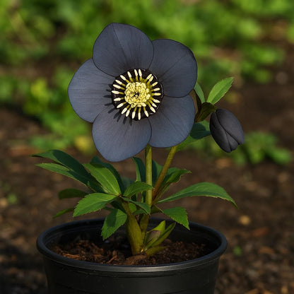Perennial Farm Helleborus Winter Jewels 'Blue Diamond' – Live Lenten Rose in 1 Quart, Double Bluish-Purple Blooms, Early Spring Color, Shade Loving, Deer Resistant, Ideal for Woodland Gardens