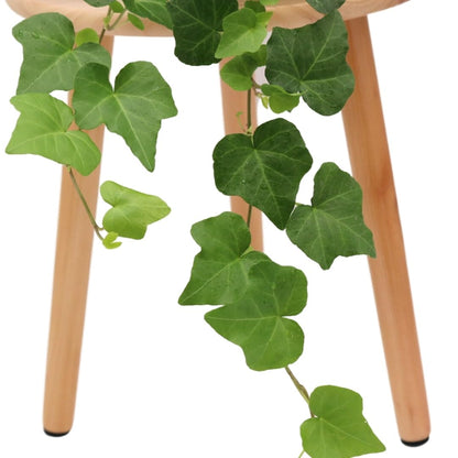 American Plant Exchange English Ivy – Live 6-Inch Potted Trailing Vine, Low-Maintenance Air-Purifying Houseplant for Hanging Baskets, Shelves & Indoor Home or Office Décor