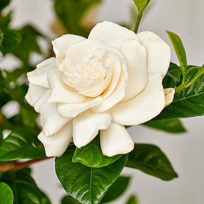 Dwarf Gardenia Plant with Double White Blooms, Compact Evergreen Shrub, 1-2 Feet Tall, Indoor Outdoor Garden Flowering Bush (Liner/Starter)
