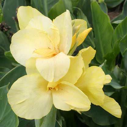 Pfitzer's Primrose Yellow Dwarf Canna Flower Bulbs - 3 Bulbs per Pack - Attracts Butterflies and Hummingbirds - Deer Resistant - Grows Well in Containers - Easy to Grow Live Plants - Outdoor Garden