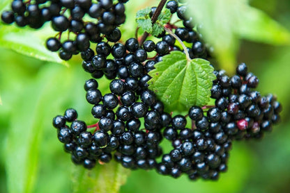 2 American Elderberry Plants Live for Planting, Black Elderberry Bush Live Plant 6 to 12 Inc Height, Bareroots