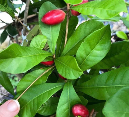 Miracle Fruit Live Fruit Tree(synsepalum Dulcificum) (8in to 12in”) Magic Berry Plant