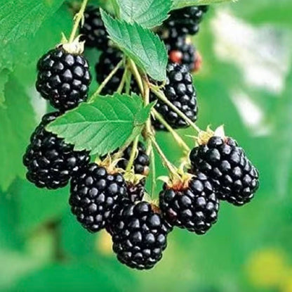 Arapaho BlackBerry Plants - Pack of 2 (Two) - Rare Thornless Black Berry Plants for Planting - 4-6 inch Starter Plants - Fruit Tree Live Plant