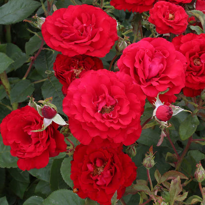 Heirloom Floribunda Roses, Live Own Root Plant for Outdoor Garden, Oh My!™, Lightly FragrantHardiness Zones: 5-10, Repeat Blooming