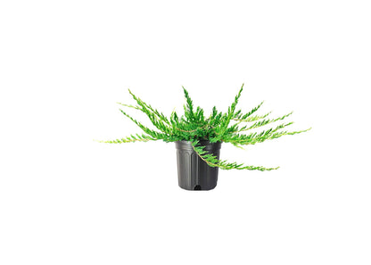 Juniper Bar Harbor - 1 Live Gallon Size Plant - Juniperus Horizontalis - Drought Tolerant Cold Hardy Evergreen Groundcover