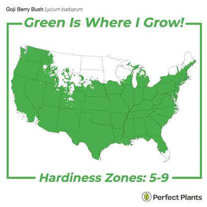 Perfect Plants Goji Berry Bush in 1 Gallon Grower's Pot | Delicious Wolfberry for Outdoor Planting | Fresh Antioxidant Packed Fruits | Fully Mature for Home Gardens