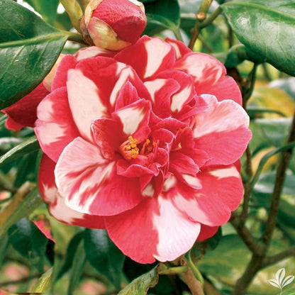 Live Plant - Emmett Pfingstiunique Bloom Camellia Japonica-Live Starter Plant
