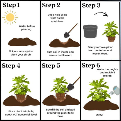 Fig 1 Gal. Black Mission Fig Plant