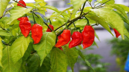 Indian Ghost Pepper Seeds for Planting, High-Heat Chili Seeds for Home Garden, Terrace Planters, Balcony, and Outdoor Cultivation (Pack of 50)