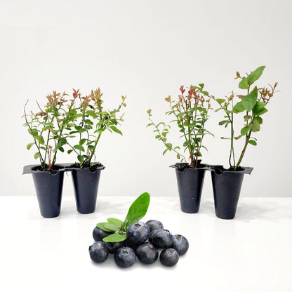 Live Chandler Blueberry Bushes (4 Pack) – Northern Highbush Blueberry Bushes for Planting, Vigorous Growth, Extended Harvest Season, Suitable for Various Climates