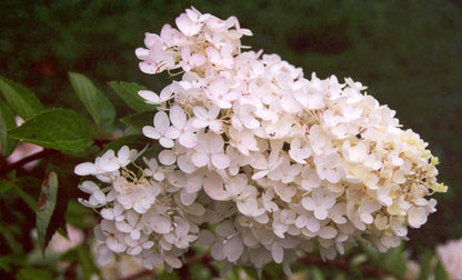Pee Gee Hydrangea - Live Plant Shipped 2 to 3 Feet Tall by DAS Farms