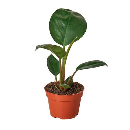 Philodendron 'Congo Rojo' in 4in Pot - Live Plants Tropical Houseplants | Variegated | USA Growers | The Snobby Leaf