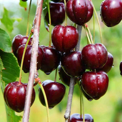 02 Barbados Cherry Tree Live Plant for Planting, 4-7 Inch Tall Fruit Tree, Edible Cherry Tree for Outdoor Garden Growing, Tropical Fruit Plant