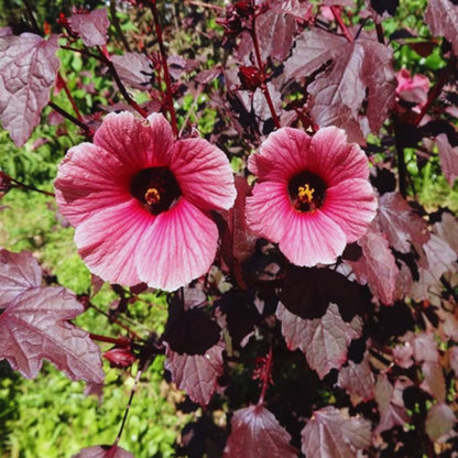 2 Hardy Hibiscus Plants Live, Cranberry Hibiscus Flowers Plants, 4 to 7 Inches in Height