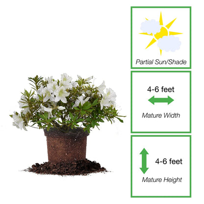 PERFECT PLANTS GG Gerbing Azalea Bush | 3 Gal. Pot | Large White Blooms | Southern Staple
