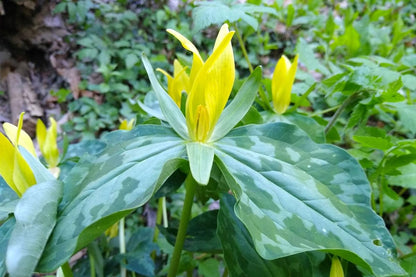5 Trillium Bulbs, Yellow Trillium Flower Bulbs, Trillium Bulb for Fall Planting Indoor Outdoor, 5 Large Bulbs, Ready to Plant