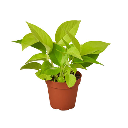 Philodendron Cordatum Neon | Live Plant for Indoor & Outdoor | for Living Room, Office, Bathroom | (4" Pot)