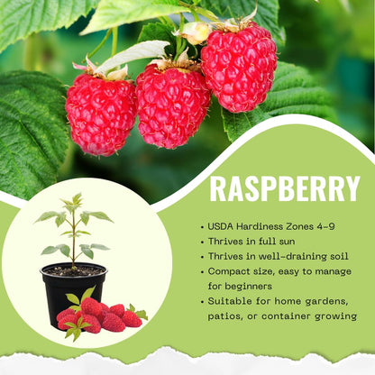 Live Red Raspberry Plant, Sweet Berries Plant, 3 Inch Pot, Ready for Planting