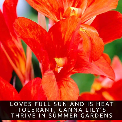 Black Knight Canna Lily Bulbs for Planting - Tropical Goth Canna (3 Bulbs)