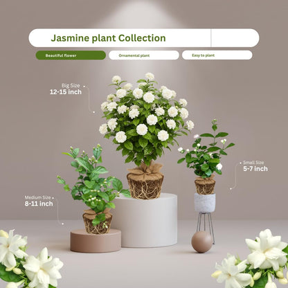 Jasmine Plant Live, Grand Duke of Tuscany Jasmine Flower Plant, 5 to 7 Inc Tall