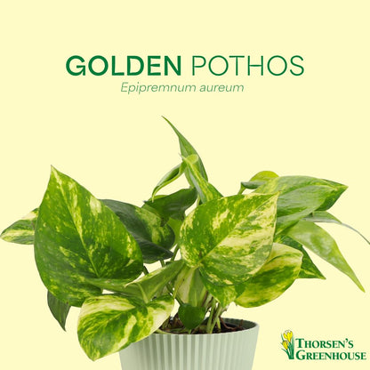 Thorsen's Greenhouse Golden Pothos, Live Indoor Vining Plant, Easy to Grow, Variegated Houseplant, Natural Air Purifier (Terra Cotta, 4-inch Pot)