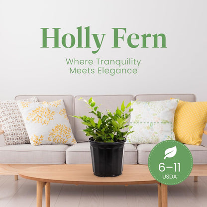 American Plant Exchange Holly Fern – 6-Inch Pot – Live Easy Care Shade-Loving Plant, Versatile Green Foliage for Home, Garden, Landscape, or Patio Decor