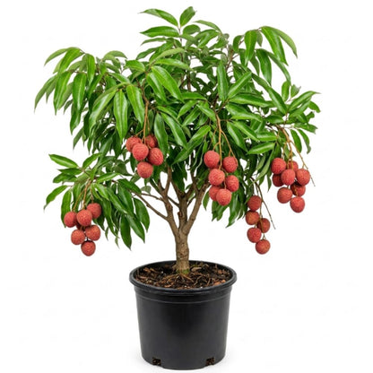 Lychee Tree Live Plant, 3 Gallon Pot, Grafted Lychee Tree, 3-4 Ft Tall Tropical Sweet Litchi Fruits Plant, No Ship to CA