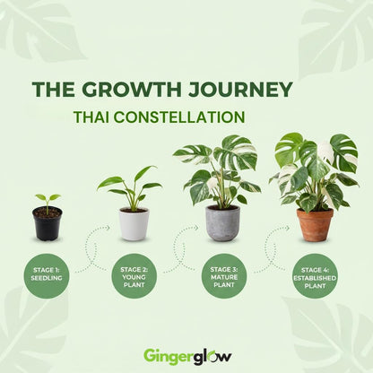Monstera Thai Constellation Live Plant 4 Inch Tall | Variegated Monstera Plant Live | Tropical Indoor Houseplant for Shelf, Desk or Living Space