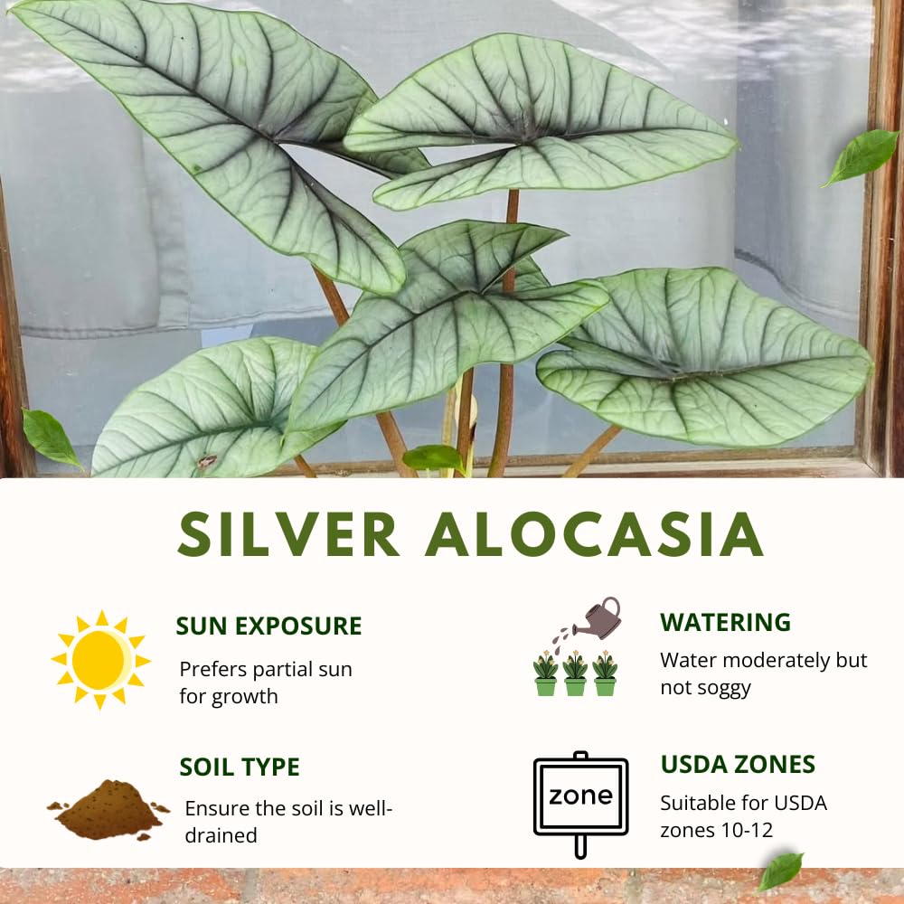 Alocasia Live Plant, Tropical Plant for Gift or Home Office Decor, Air Purifying, Rare Alocasia Plant Indoor from 2 to 4 Inches Tall (Silver)