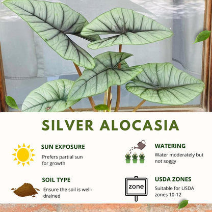 Alocasia Live Plant, Tropical Plant for Gift or Home Office Decor, Air Purifying, Rare Alocasia Plant Indoor from 2 to 4 Inches Tall (Silver)